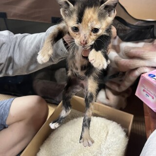 子猫里親募集