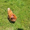 ボリスブラウンのメス飼育者募集 サムネイル2