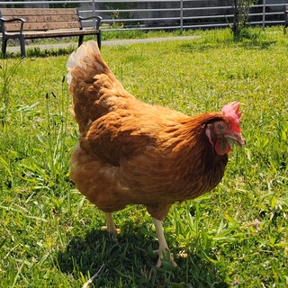 ボリスブラウンのメス飼育者募集