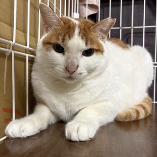 とても甘えん坊の可愛い白茶猫！