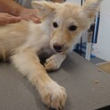 元野犬の女の子　ずっとの家族募集中