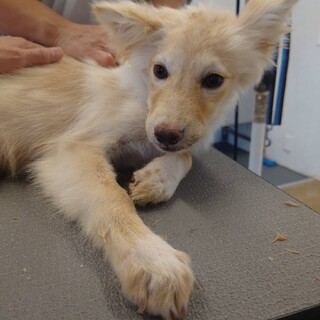 元野犬の女の子　ずっとの家族募集中