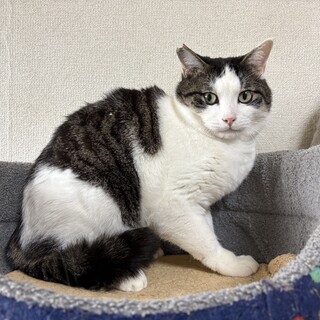 飼い猫に最適な可愛いサバ白猫！