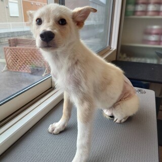 元野犬の男の子　ずっとの家族募集中