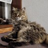 いいづか、