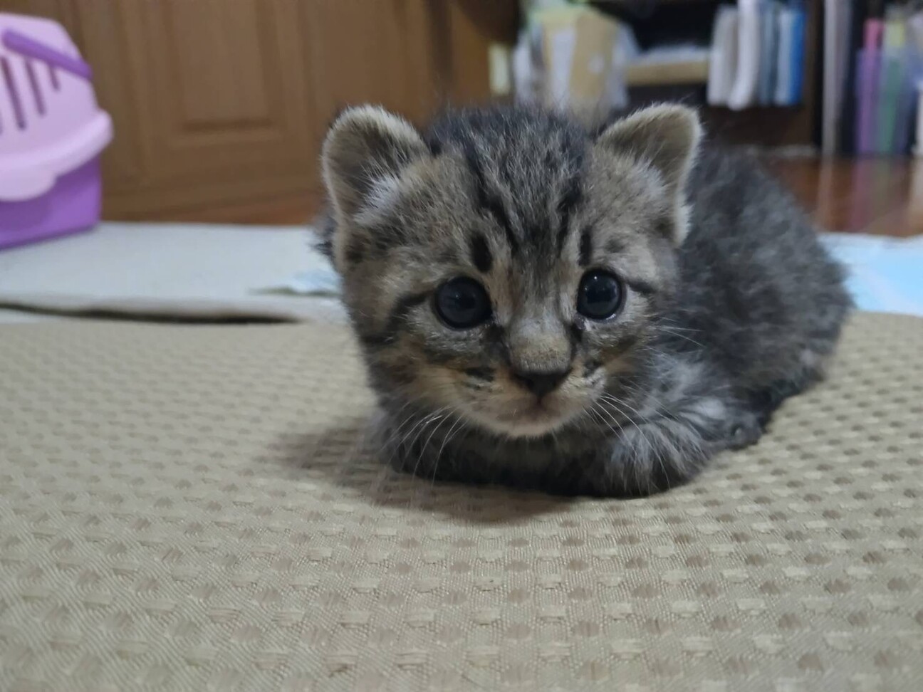 (ΦωΦ)生後３ヶ月♥ちぃちゃん(ΦωΦ)♥里親様募集♥うるうるお目々・猫 ΦωΦ)生後3ヶ月ちぃちゃん(ΦωΦ)里親様募集うるうるお目々・猫