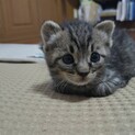 生後1ヶ月の子猫の里親様を募集しております。