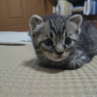 生後1ヶ月の子猫の里親様を募集しております。