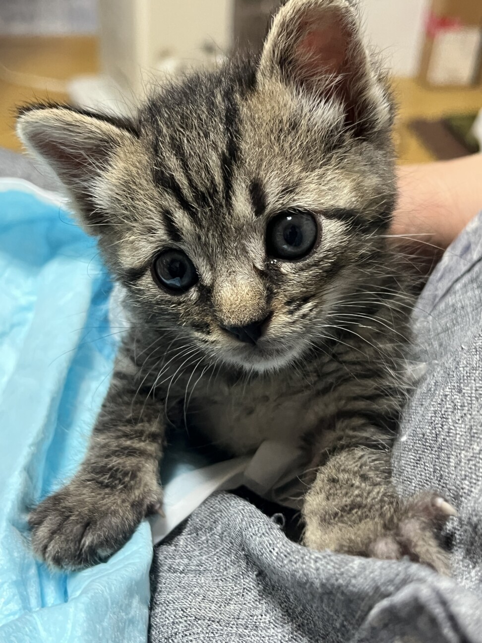ΦωΦ)生後3ヶ月ちぃちゃん(ΦωΦ)里親様募集うるうるお目々・猫