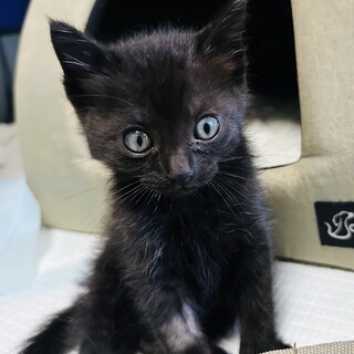 大人しく甘えん坊の兄弟②