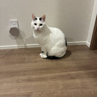 ※8月末までで保健所へ　人が大好きなイケメン猫