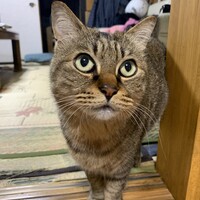チョコ