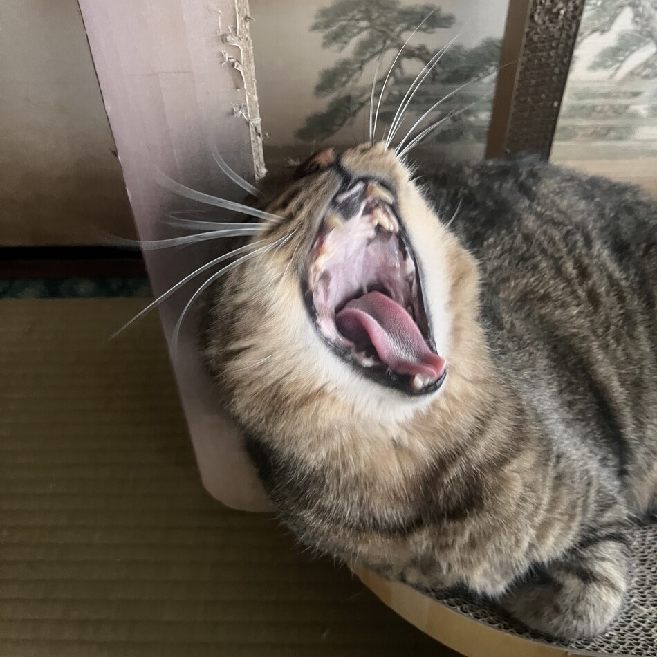 チョコのカバー写真