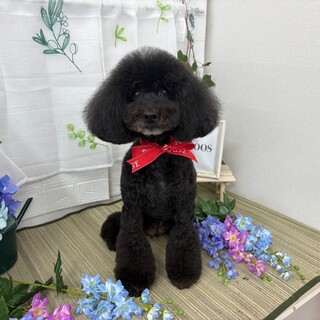 7ヶ月 アプリコット ト」東京都 - 犬の里親募集(538971) :: ペット