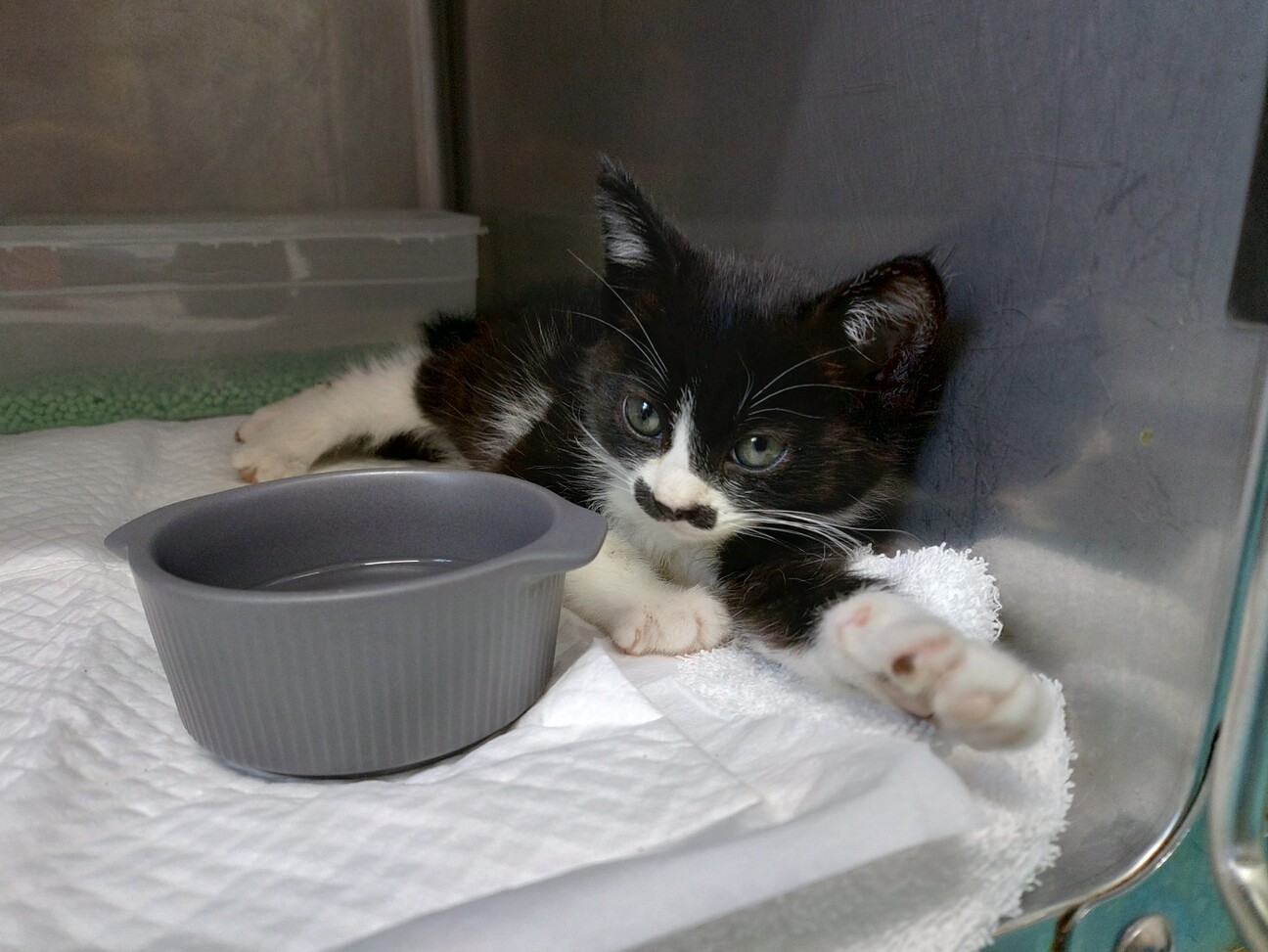 白黒 綺麗なヒゲ模様の猫」千葉県 - 猫の里親募集(542341) 1枚目の