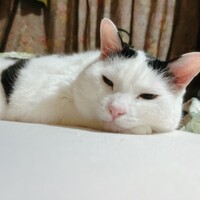 まろ