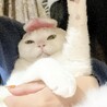 の写真