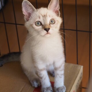 カルーア：子猫 白猫の女の子です！