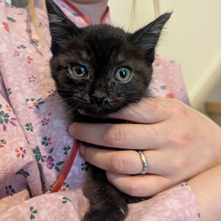 子猫