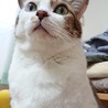 くろくろば