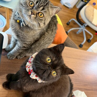 くろごまブラウンタビー10ヶ月、カカオチョコレートタビー11ヶ月