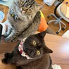 くろごまブラウンタビー10ヶ月、カカオチョコレートタビー11ヶ月