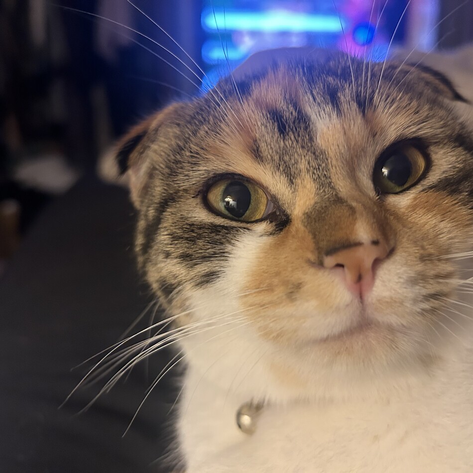 Kittenのカバー写真
