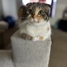 の写真