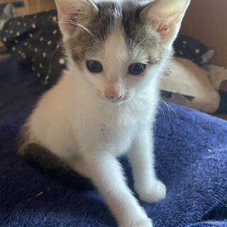 子猫の里親募集2