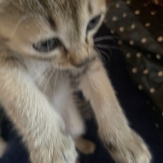 子猫の里親募集4