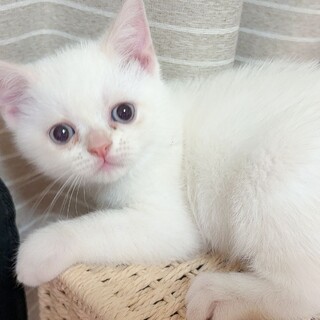 子猫白猫里親募集中