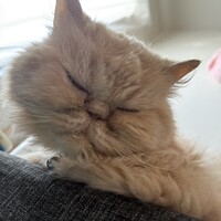 ラテ
