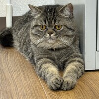 くろごま