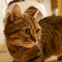 くまじろう