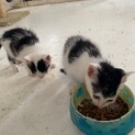 人懐っこい子猫（オス＆メス）