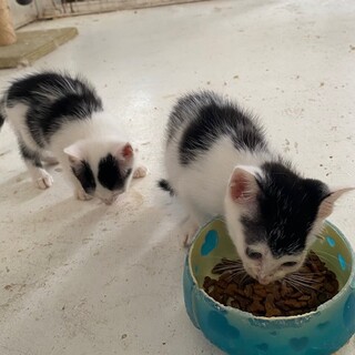 人懐っこい子猫（オス＆メス）
