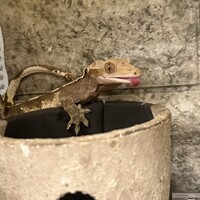 オリバー田中さん