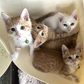 可愛いちまちまきょうだいです