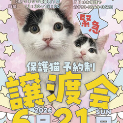 保護猫譲渡会（予約制）