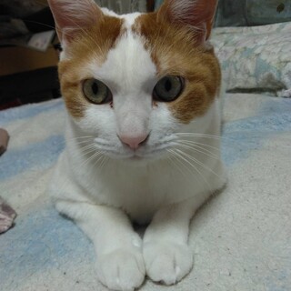 飼い主が亡くなり、新しい里親さんを探しています！