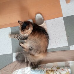 歯磨きトレーニング中断！