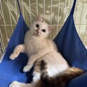 三毛猫　女の子　1歳　おみそちゃん