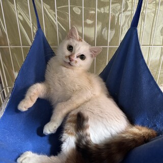 三毛猫　女の子　1歳　おみそちゃん