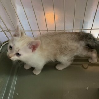 ブルーアイのラグドール風キャサリンちゃん