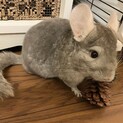 ご応募誠にありがとうございました　チンチラ2才