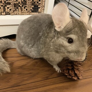 ご応募誠にありがとうございました　チンチラ2才