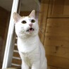 いつも上機嫌！悟空(ごくう) サムネイル6