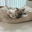 子猫の姉妹です