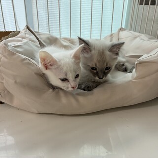 子猫の姉妹です
