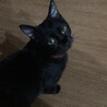 うずらまっくす